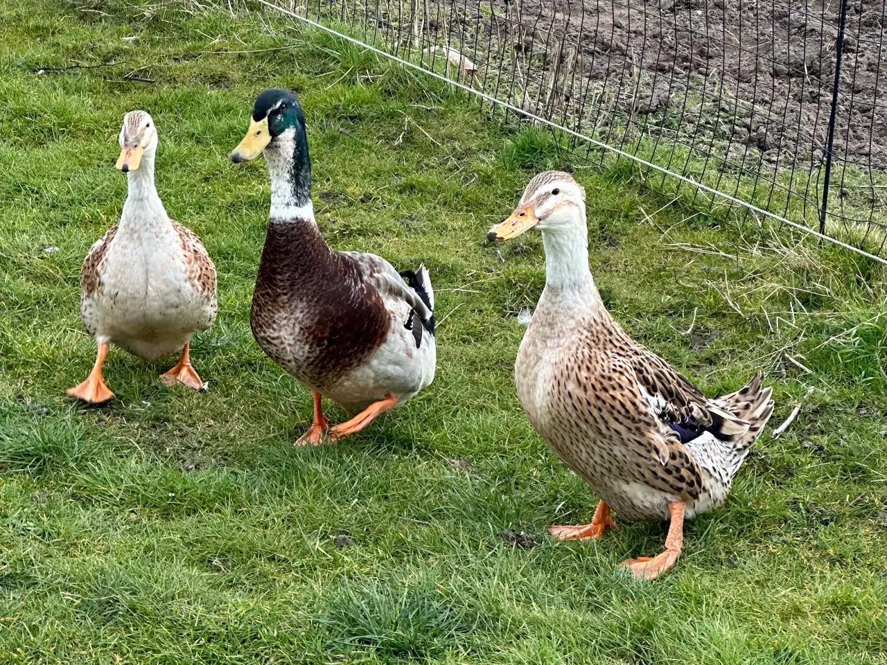 Billede 2 - Landænder 