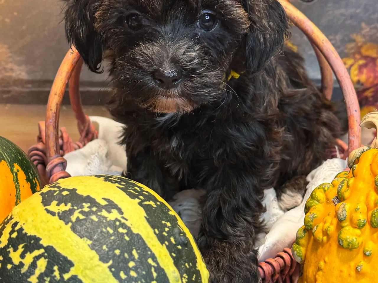 Billede 12 - Maltipoo til efterårs ferien ?