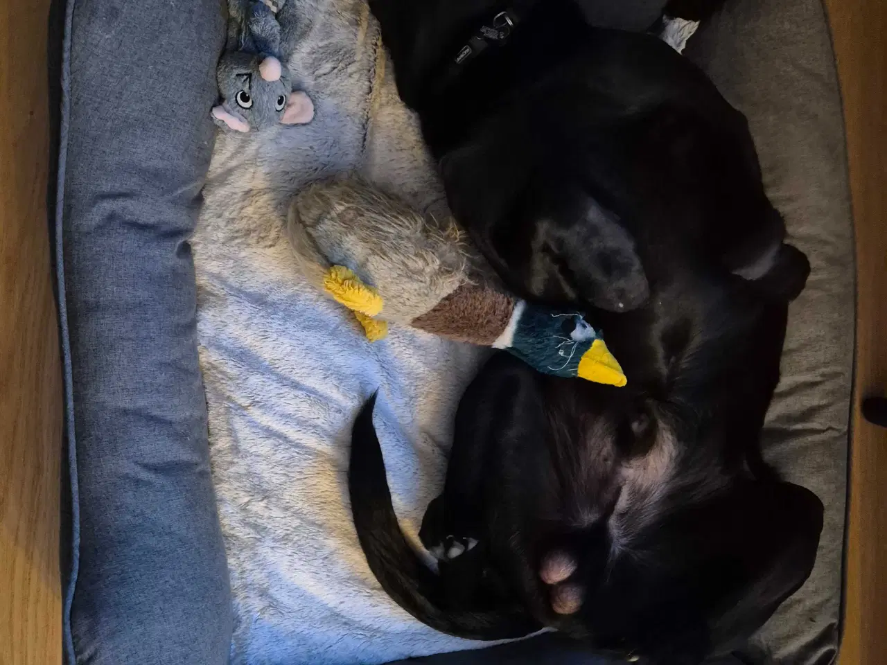 Billede 1 - 8 mdr formel 1 labrador