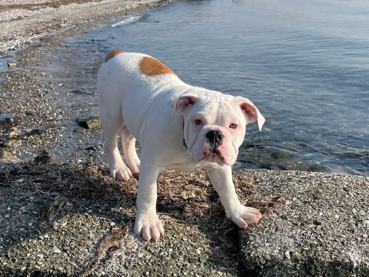 Billede 11 - Olde English bulldog 6 mdr