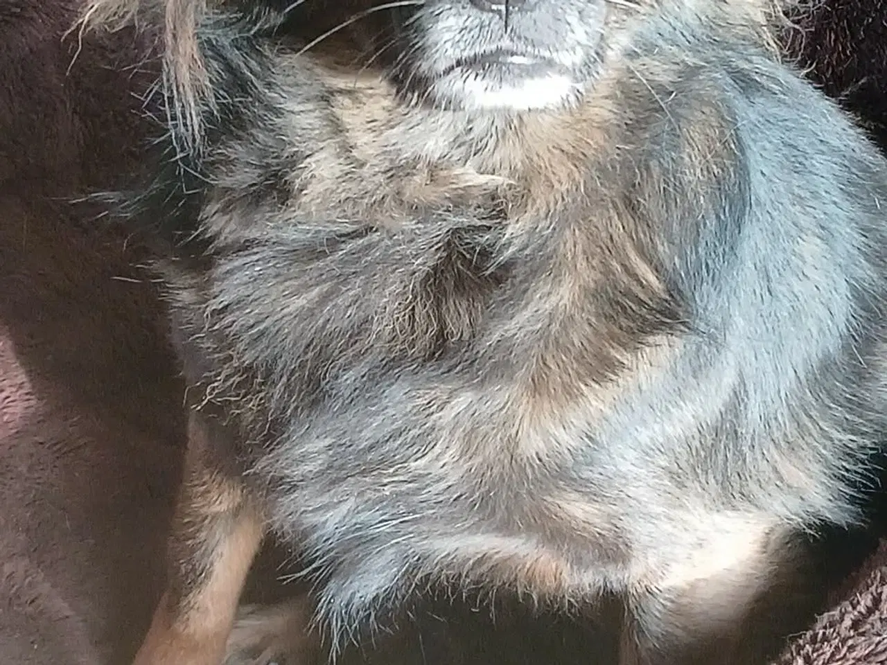 Billede 13 - Livsglade Joy 🩷