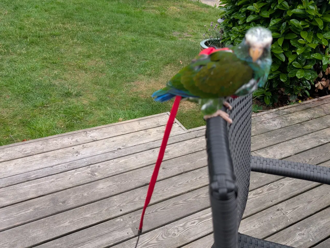 Billede 7 - Hvidpandet pionus unge 