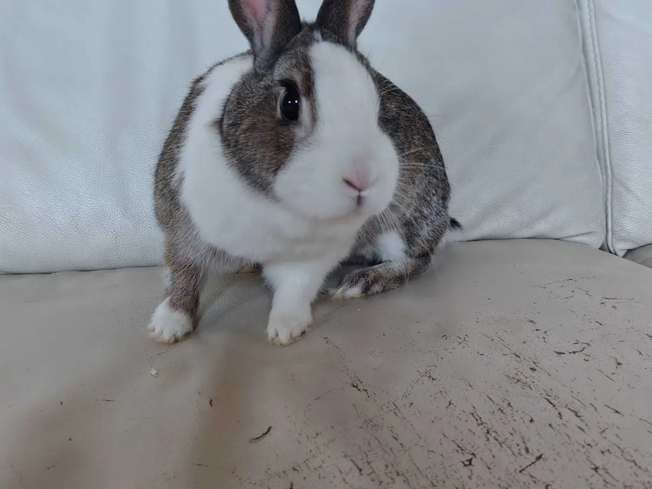 Billede 1 - Hermelin hun 🐇