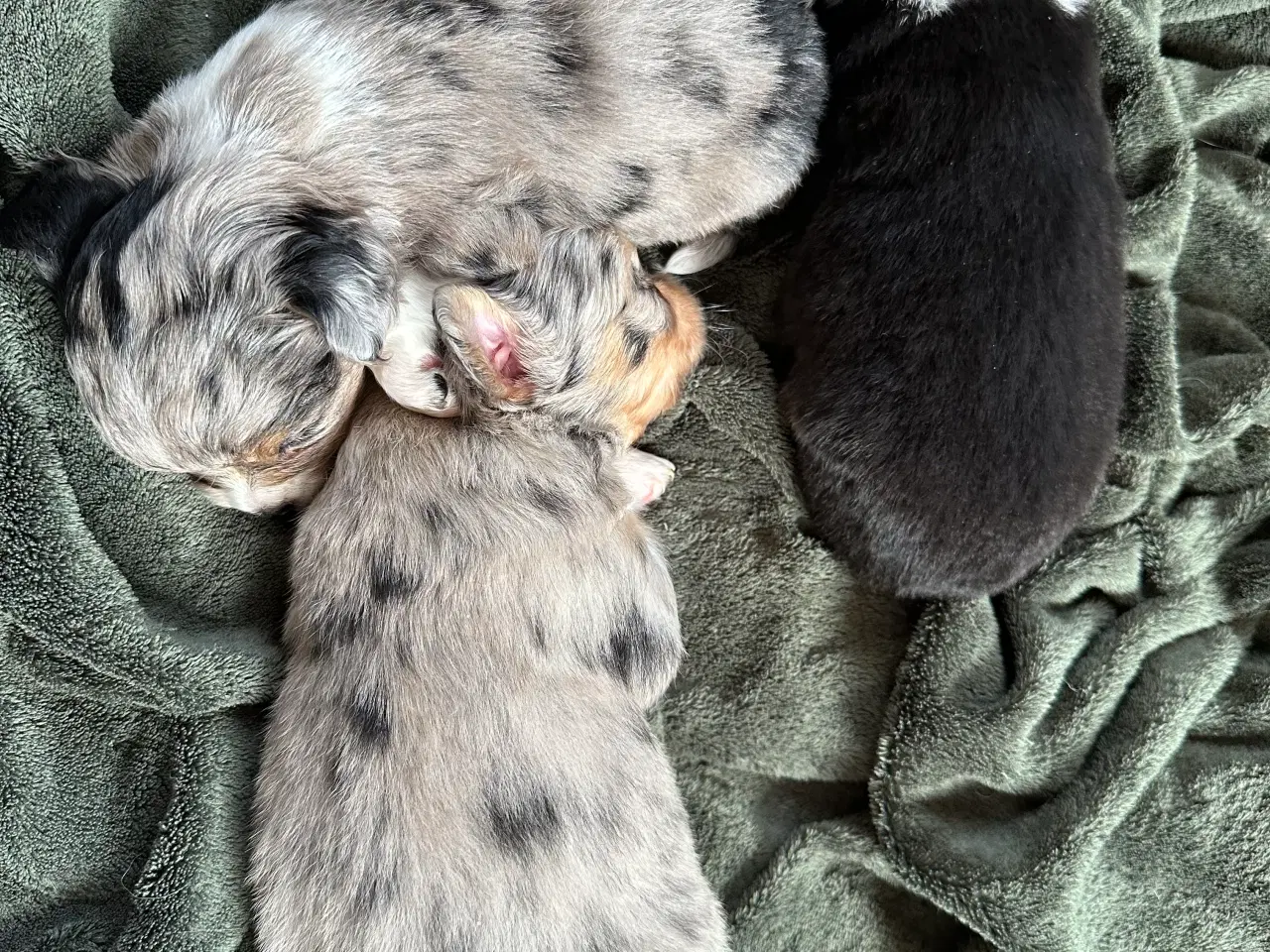 Billede 8 - Chihuahua