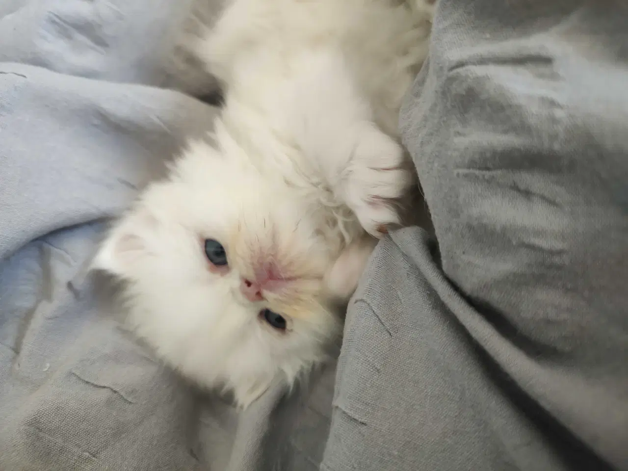 Billede 4 - Perser killinger 