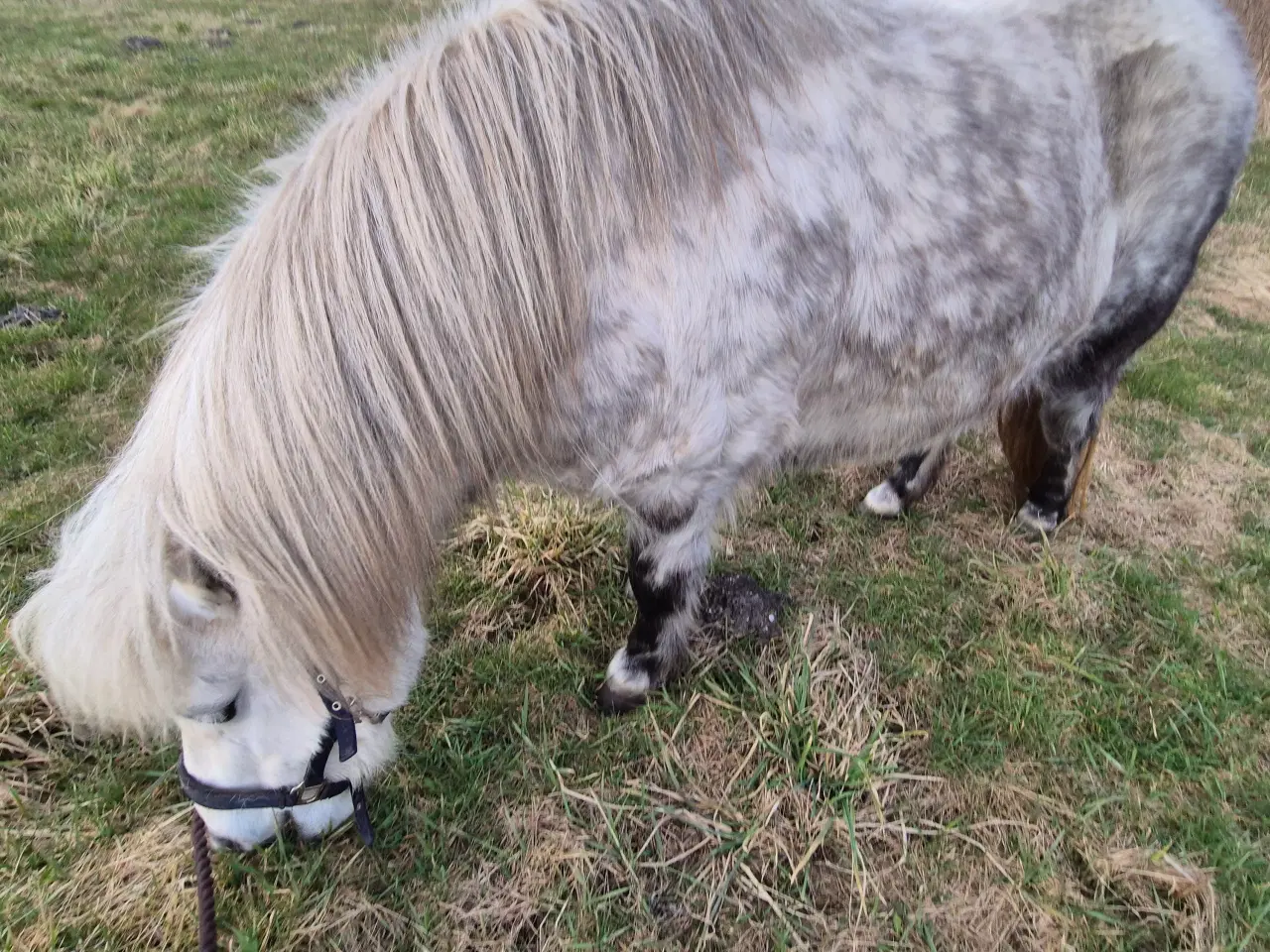 Billede 3 - Skønneste små "lopper" ❤️ 