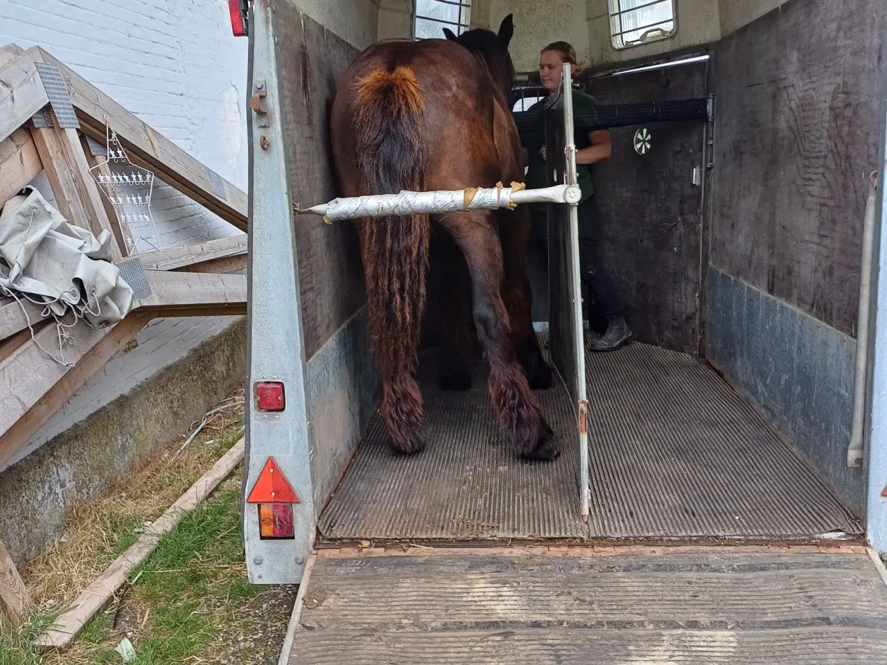 Billede 4 - 1 årig Jyskhest hingst sælges