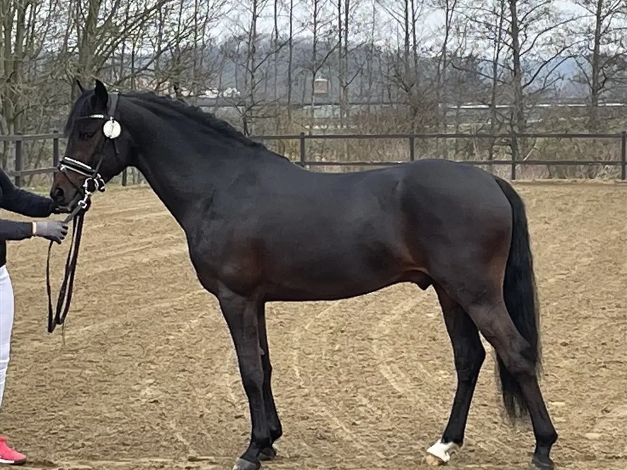 Billede 7 - New Forest hingst 