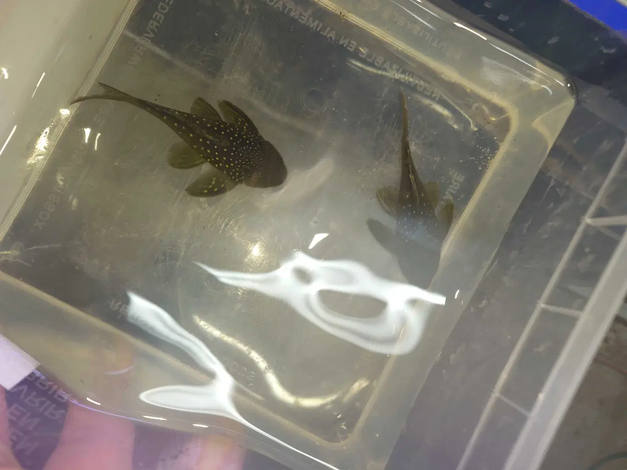 Billede 1 - L128 Blue Phantom 8-10 cm