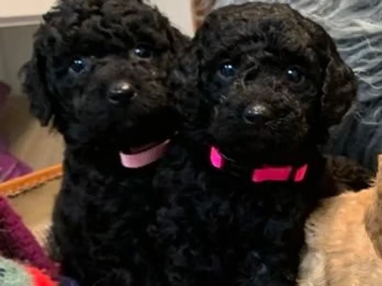 Billede 1 - De skønneste Golden Doodle F1B babyer