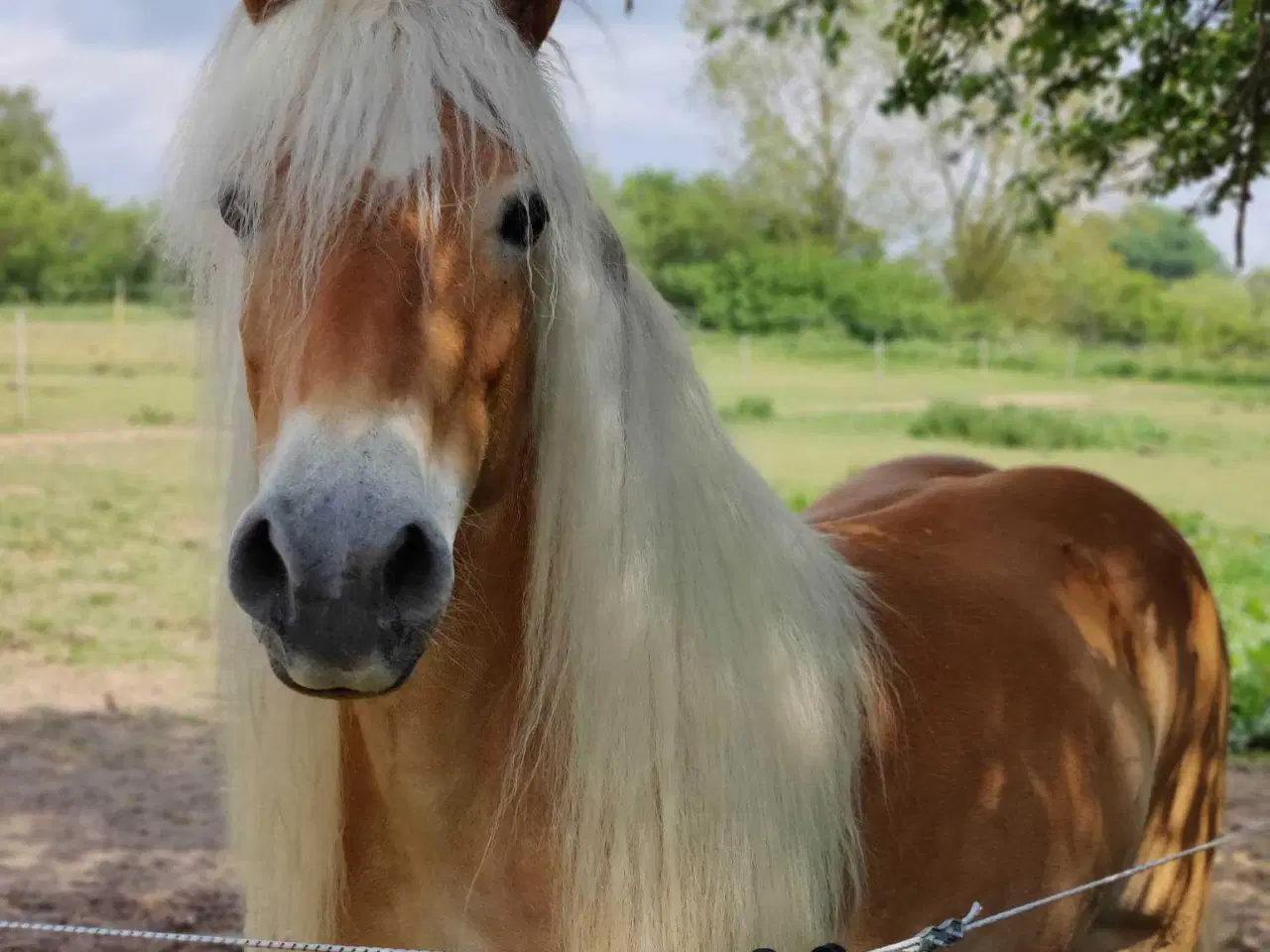 Billede 7 - Smuk, kåret haflinger 