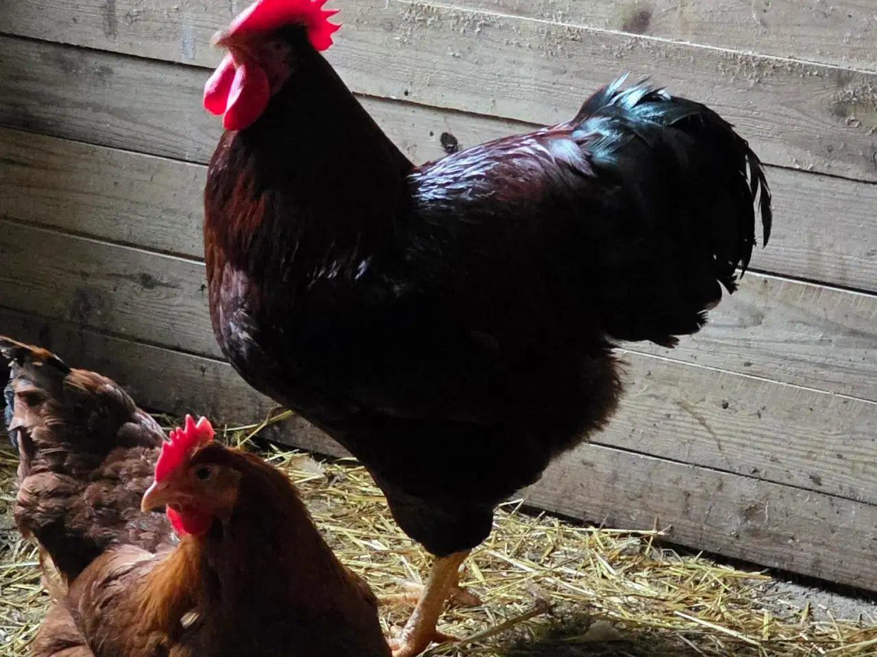 Billede 1 - SMUK Rhode Island Red han fra 2025