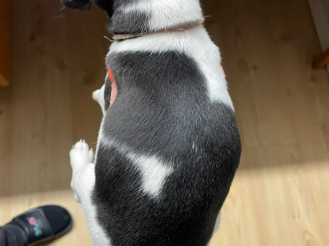 Billede 7 - Foxterrier til salg