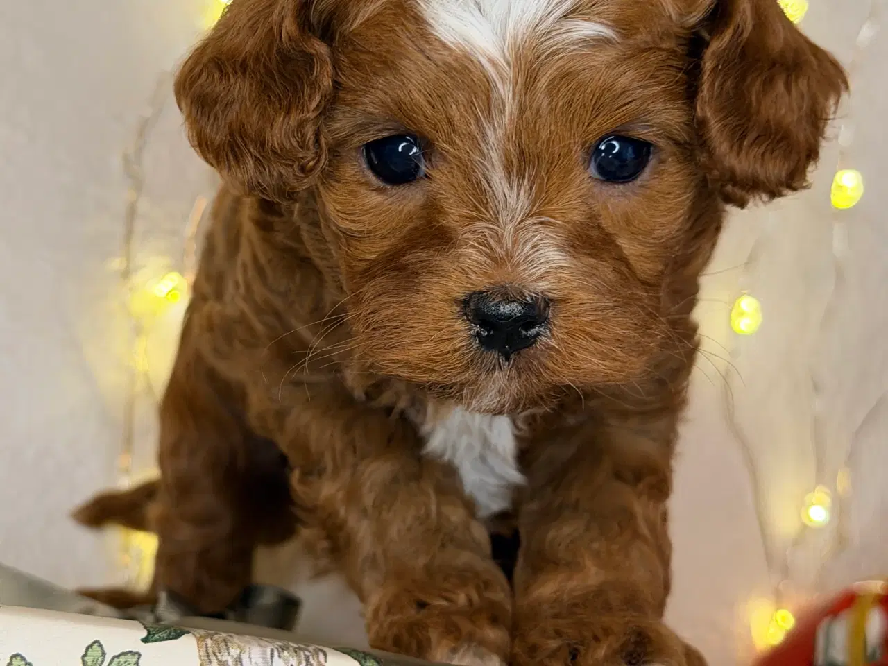 Billede 8 - Cavapoo dreng