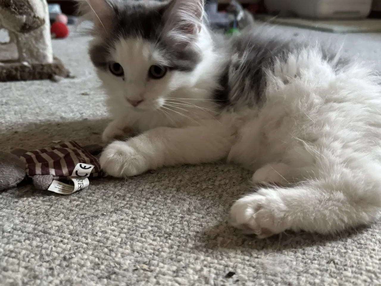 Billede 7 - Maine Coon blandings hankilling sælges 