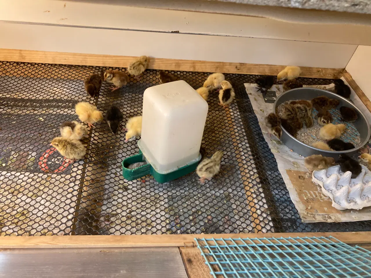 Billede 11 - Vagtel rugeæg fra japanske og franske vagtler