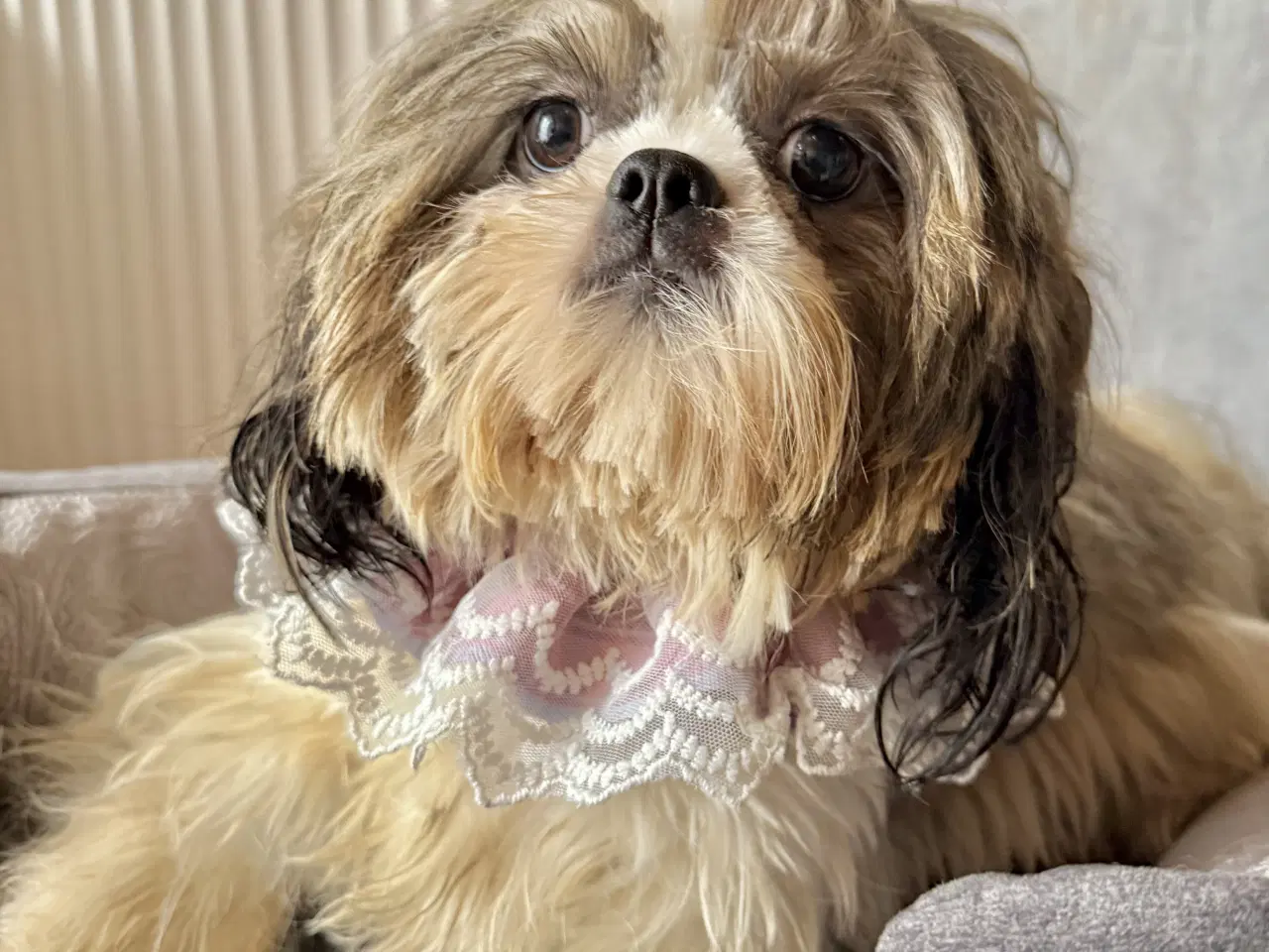 Billede 5 - Cavapoo Far/  Shih tzu-mor/ 