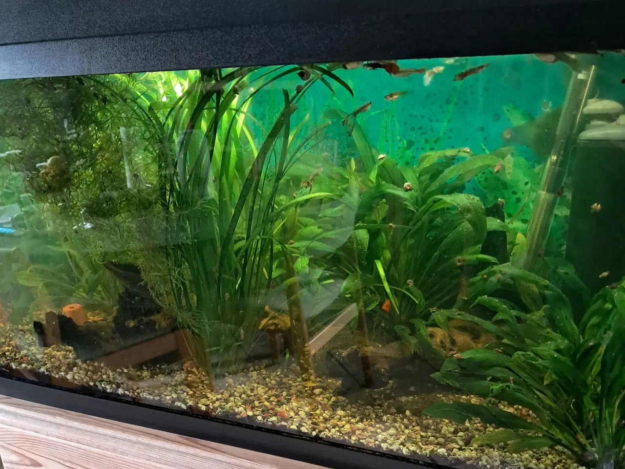 Billede 2 - Flot beplantet 110L Akvarie.