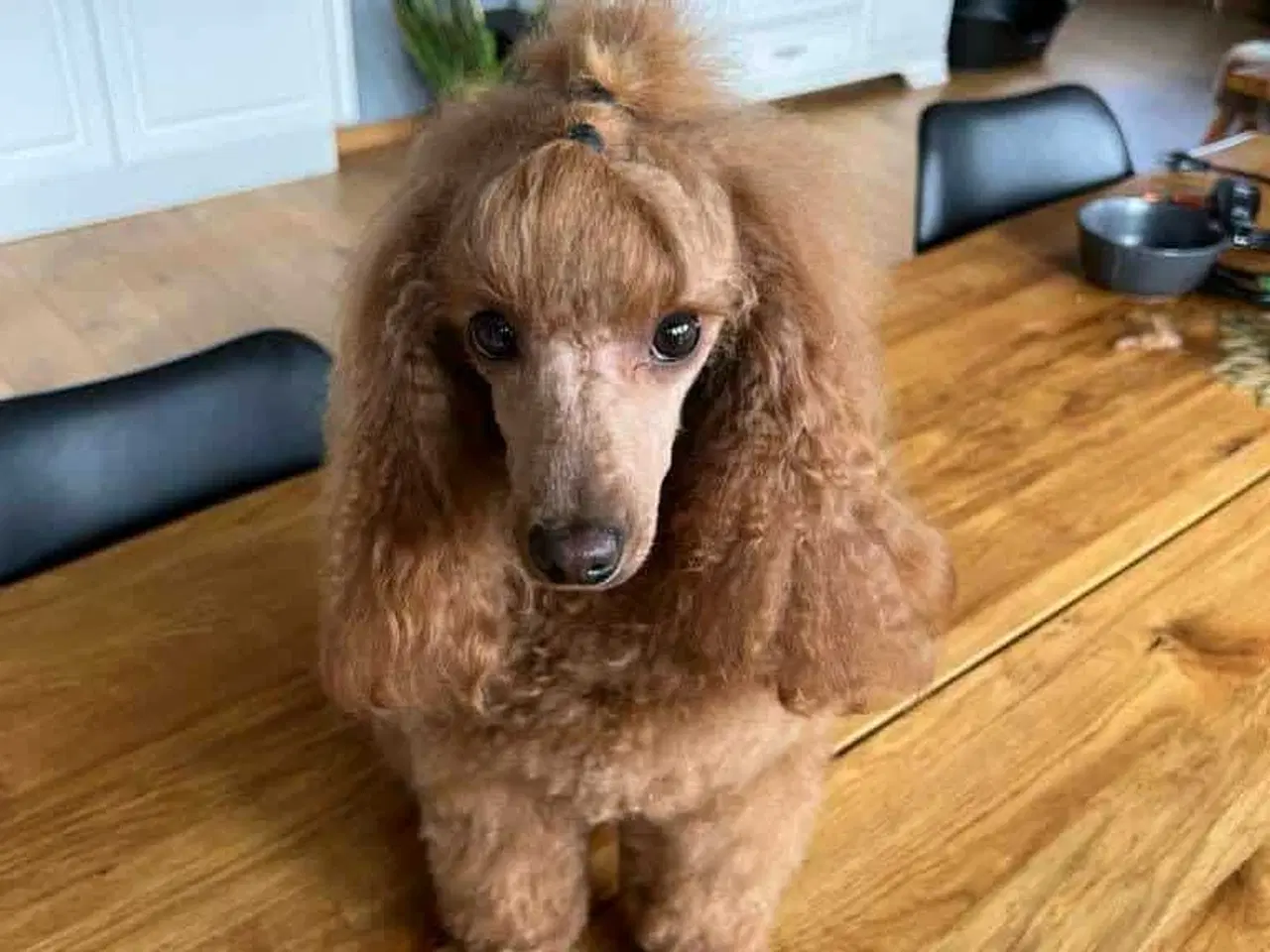 Billede 19 - Maltipoo 