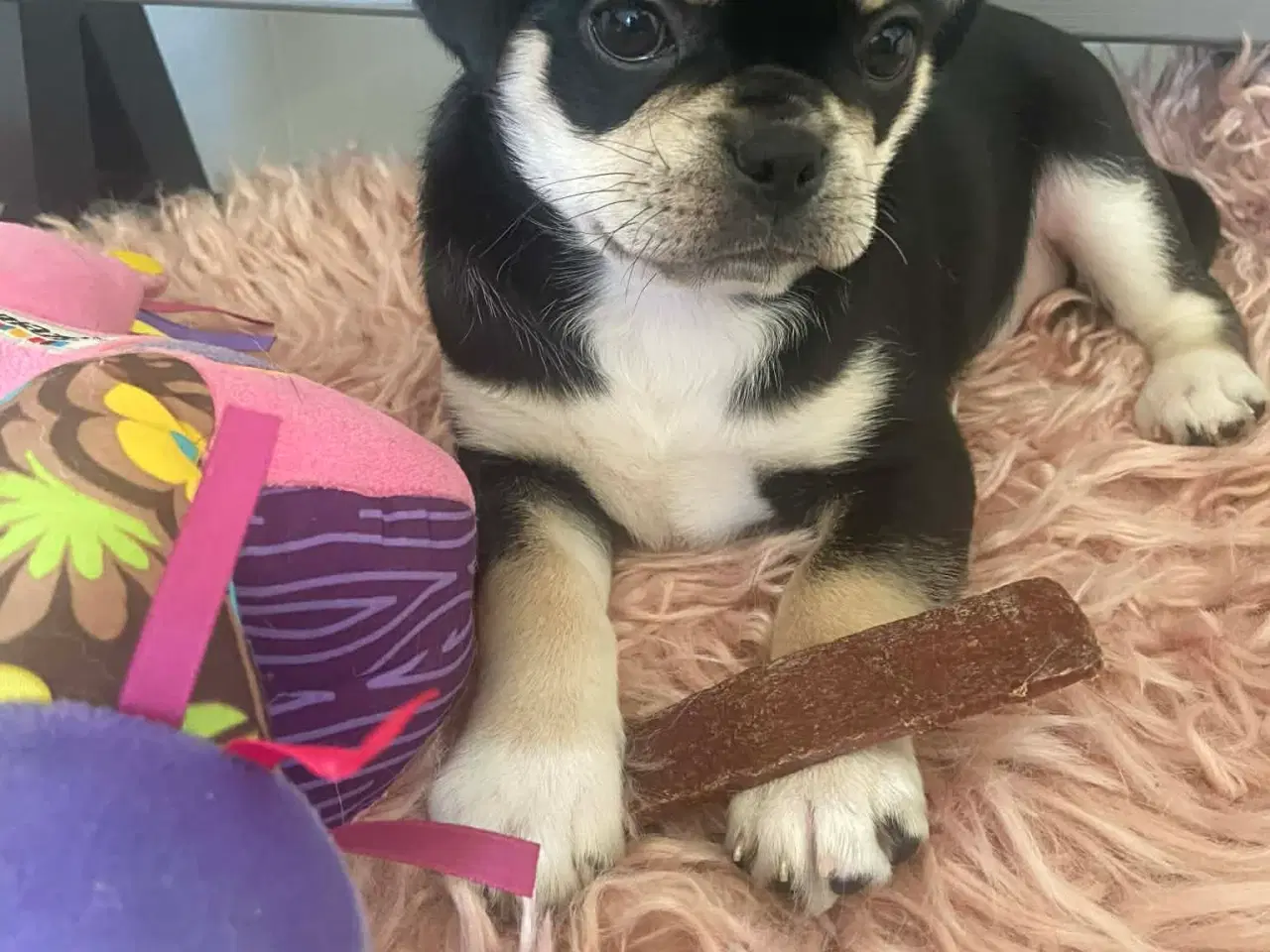 Billede 9 - Små søde blandingshvalpe 🐶