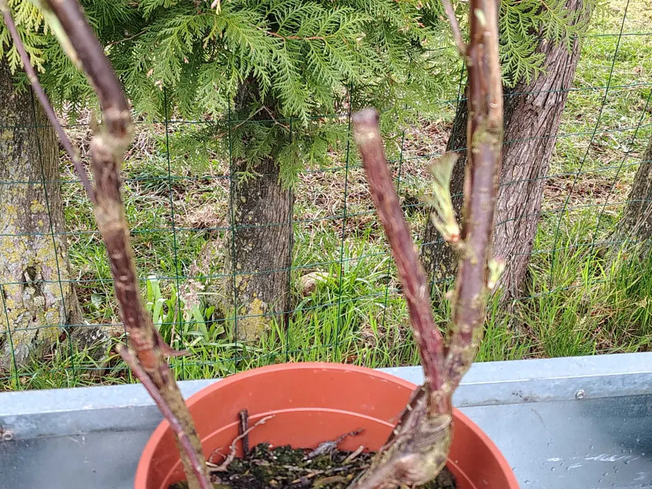 Billede 4 - 1 Hvid ribs og 1 rød