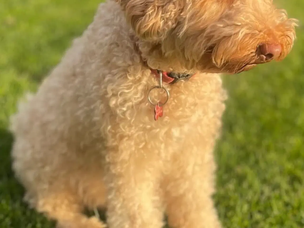 Billede 3 - Cockapoo 1BB-hvalpe ventes – klar til nye hjem i s