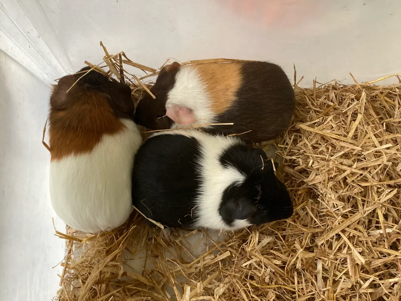 Billede 1 - Glat håret marsvin sælges.