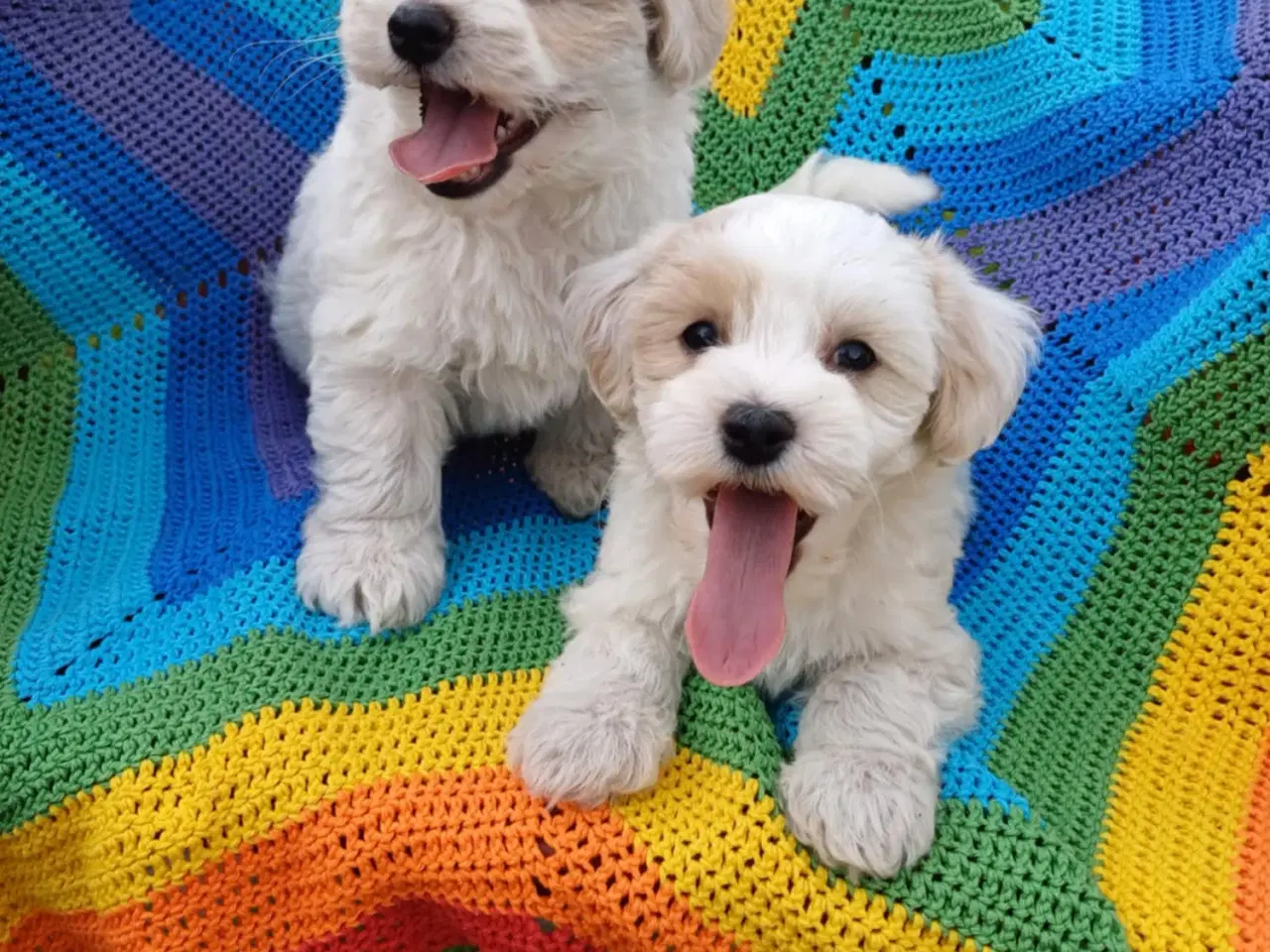 Billede 2 - Maltipoo hvalpe sælges 