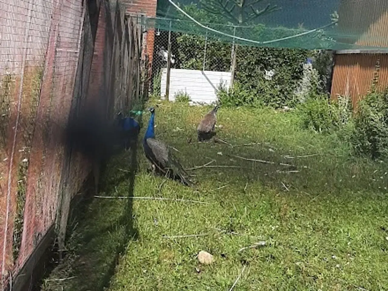 Billede 1 - påfugle par 