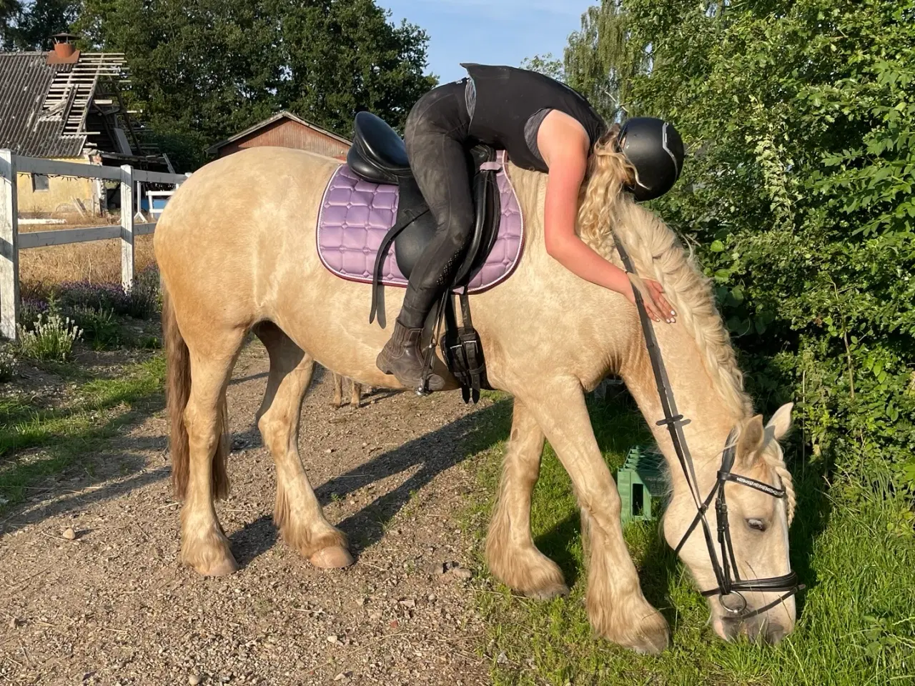 Billede 5 - Irish cob hoppe palomino