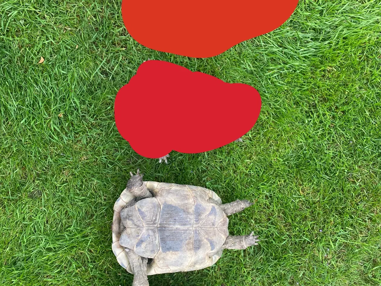 Billede 2 - Skildpadde 2 store mauriske hunner