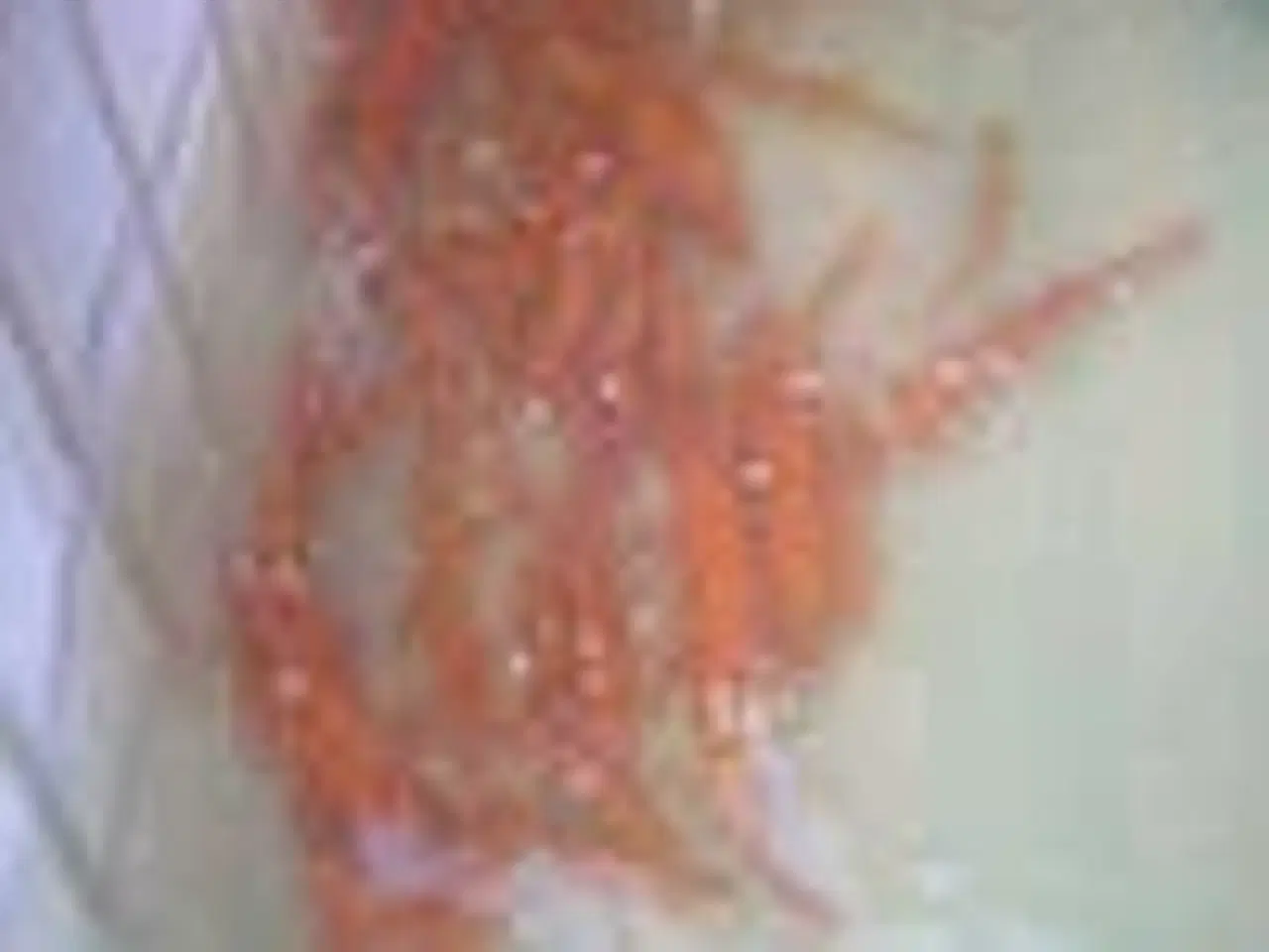 Billede 1 - GULDEMDER ((8-10 CM)) FÅ MÆNGDE RABAT