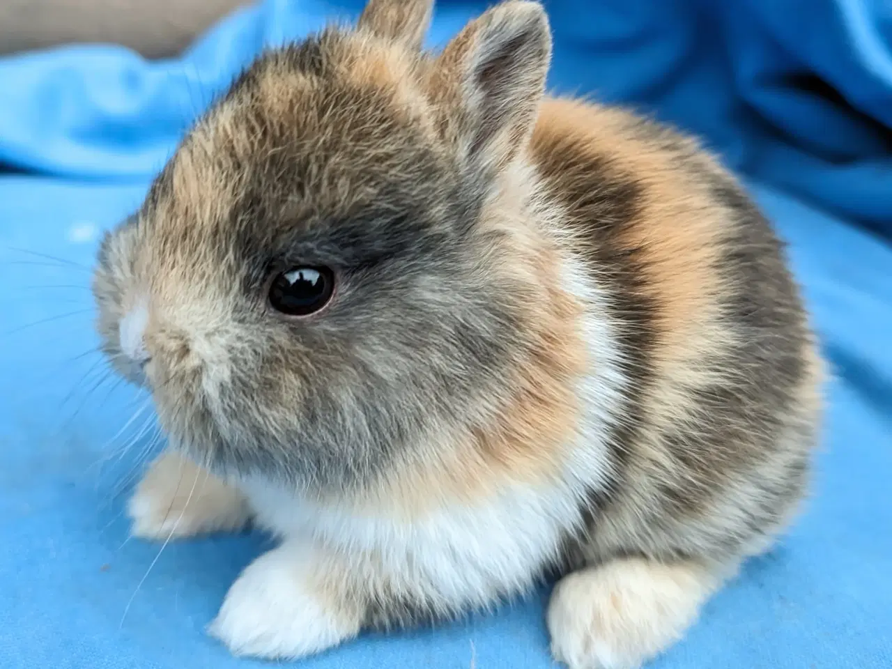 Billede 1 - Hermelin kaninunge sælges 