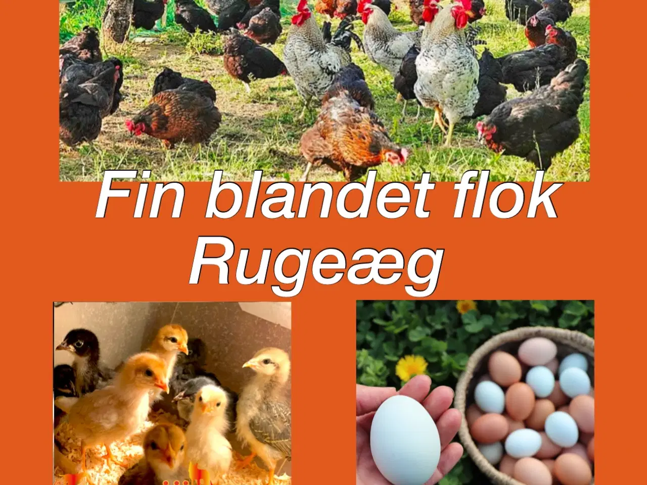 Billede 1 -  Fin blandet flok Rugeæg