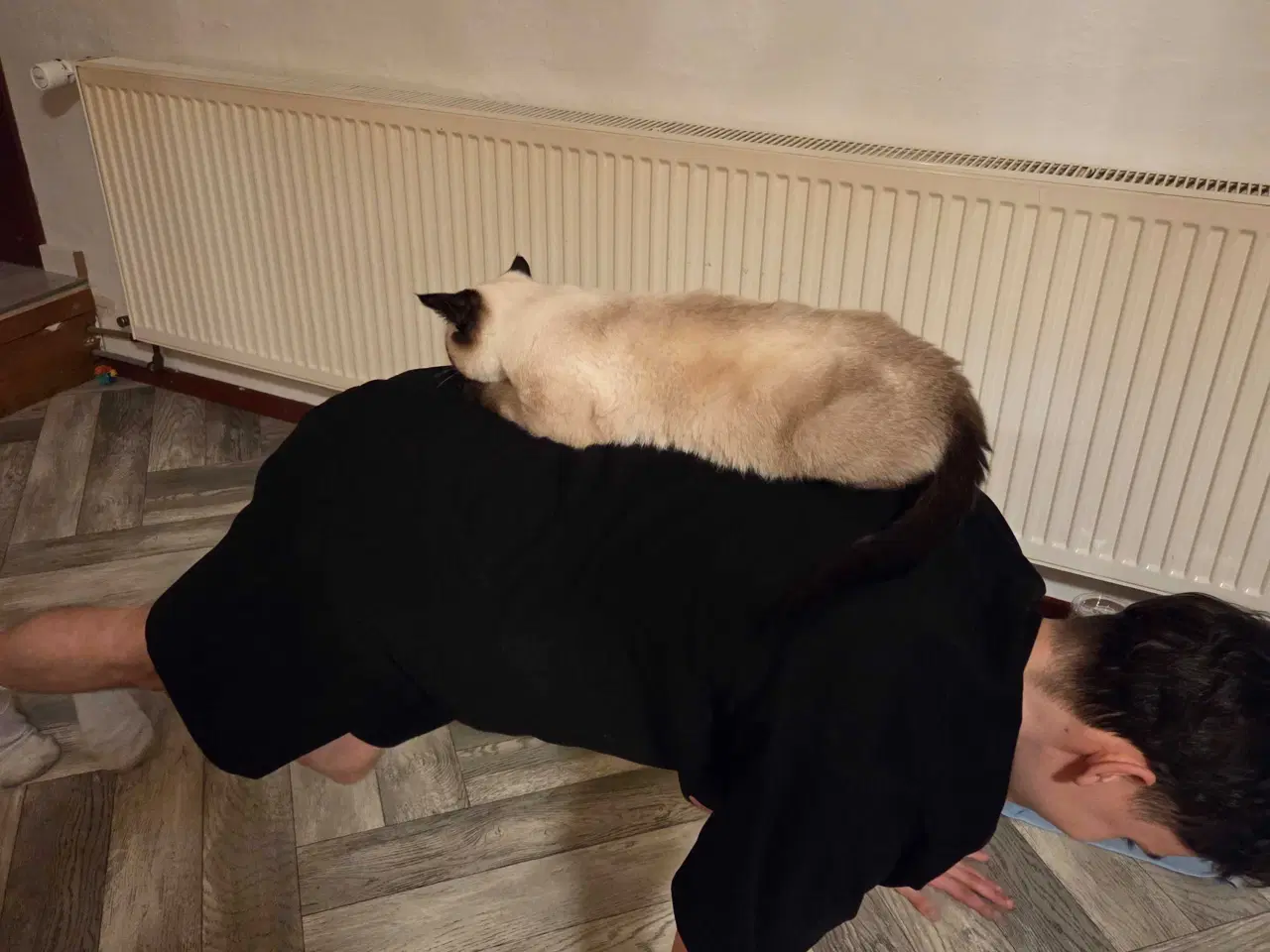 Billede 6 - Sødeste han killing