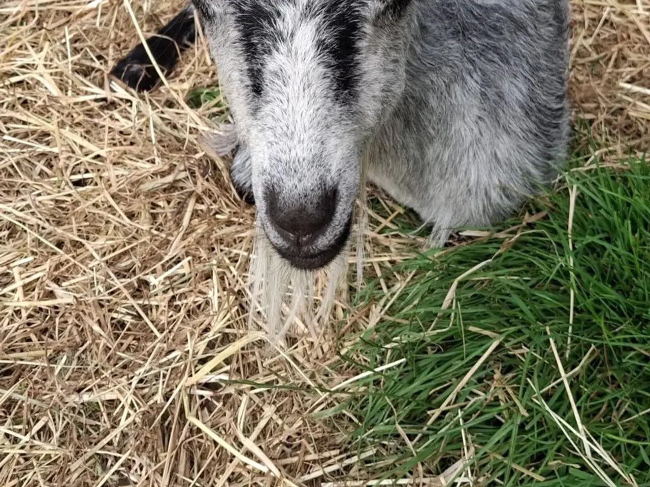 Billede 6 - Geder sælges 