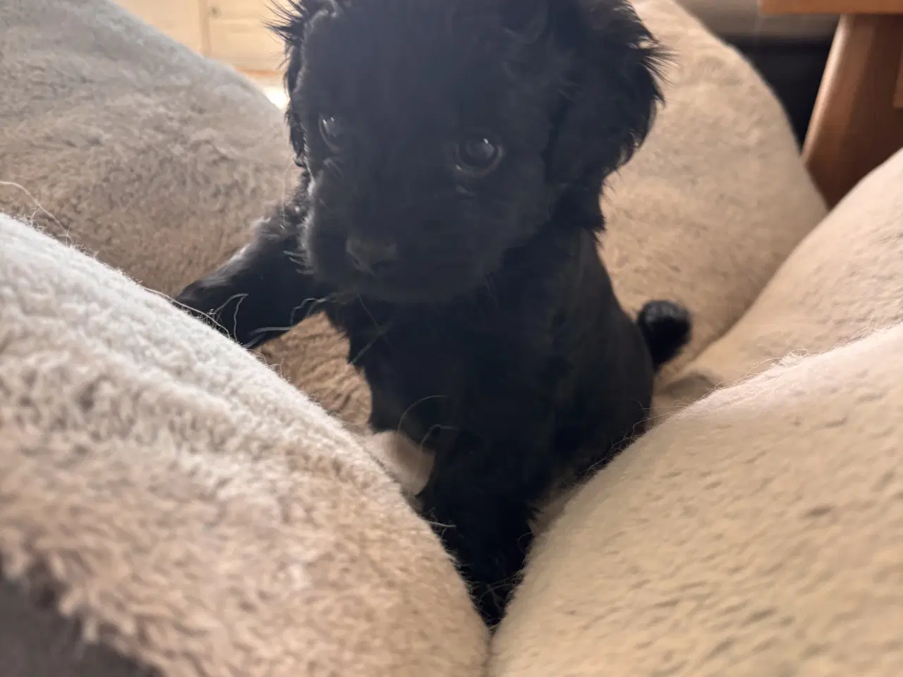 Billede 13 - Skønne Puddelblandinger💗