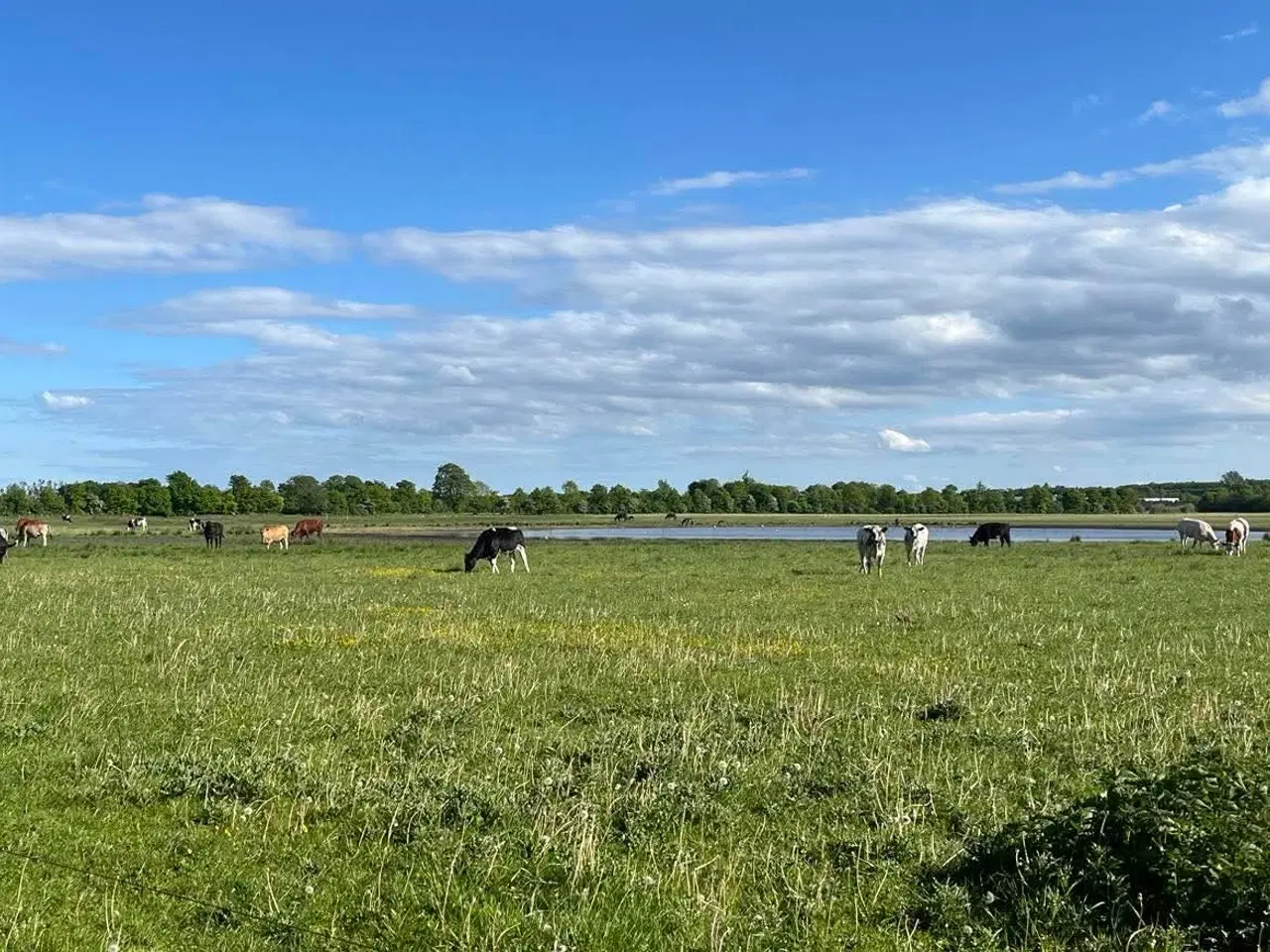 Billede 1 - Krydsningskalve købes