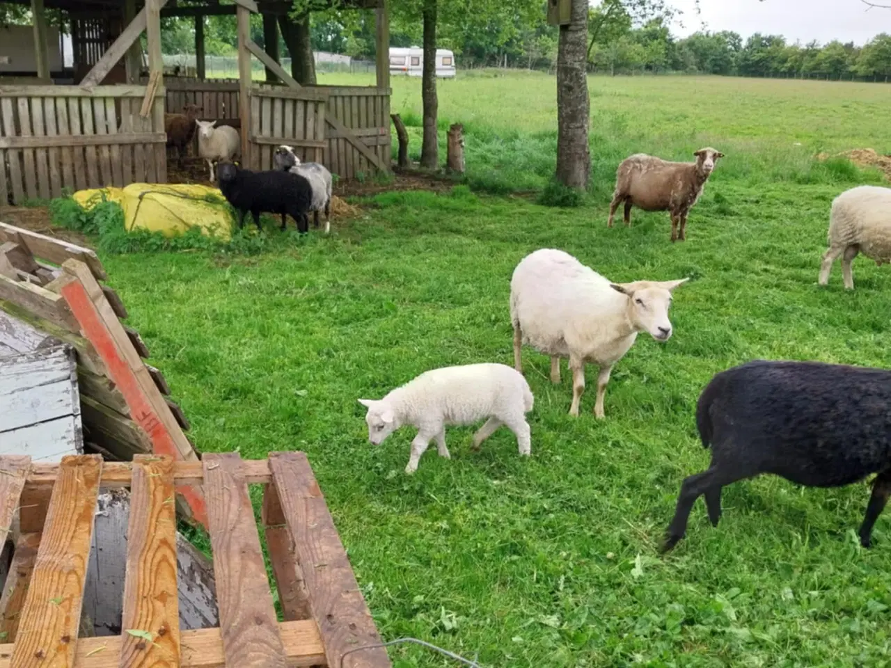 Billede 4 - Sort & hvidt får i 6818 til salg.