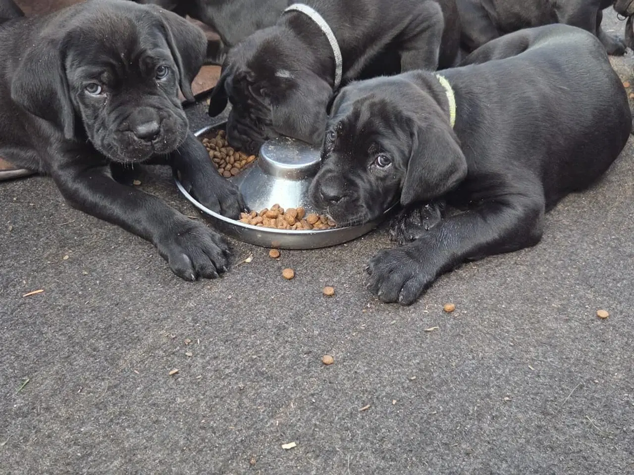 Billede 1 - Cane Corso italiano 