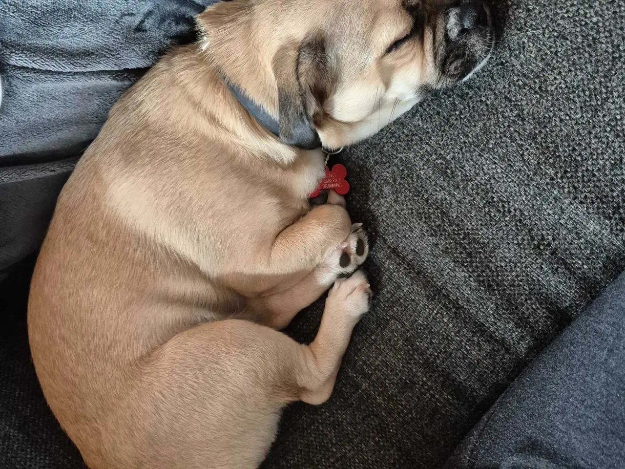 Billede 4 - Lucky søger sit sidste hjem