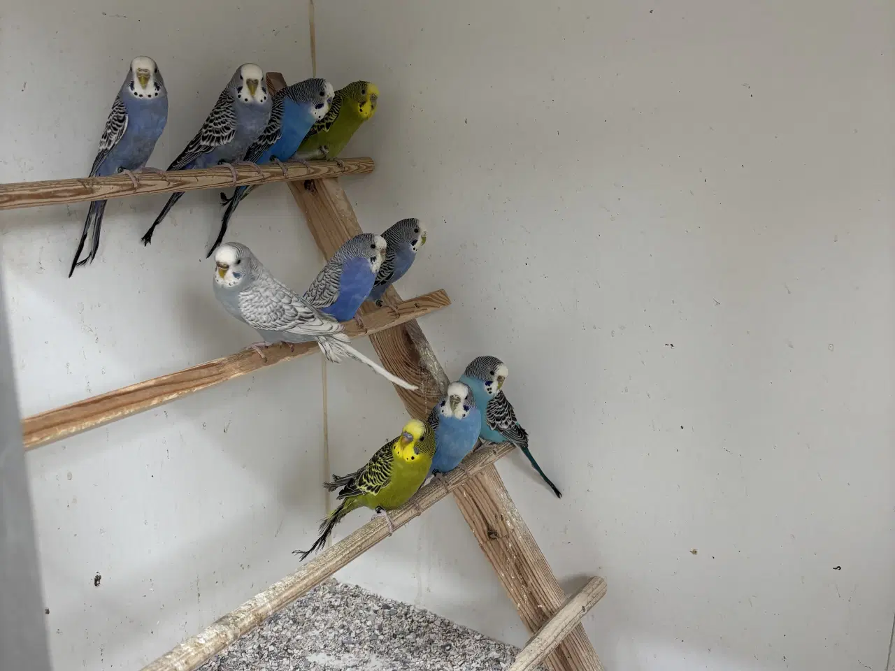 Billede 2 - Australske undulater 