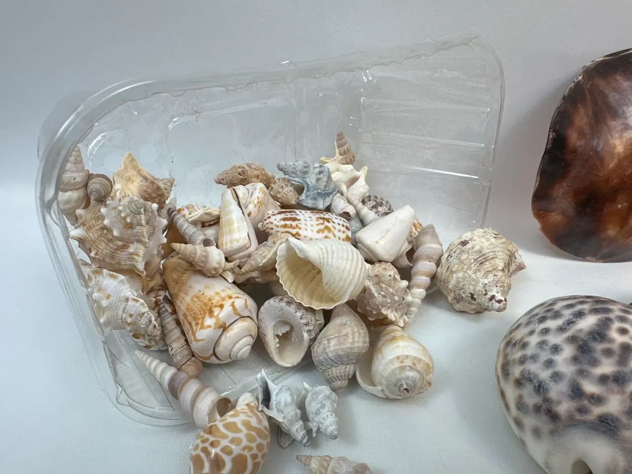 Billede 3 - Stor samling sneglehuse, skaller og konkylier  