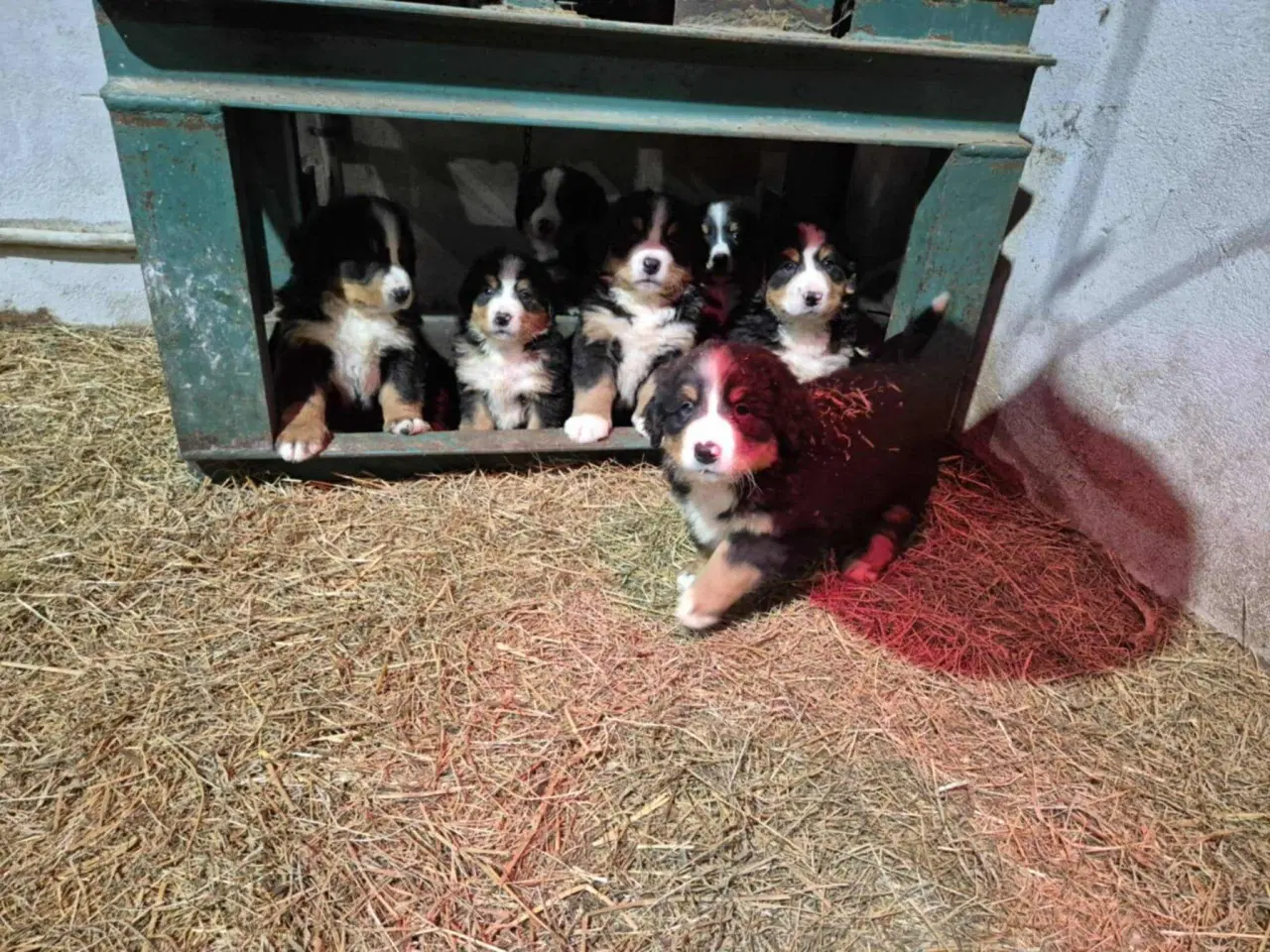 Billede 4 - Dejlige Berner Sennen bamser 