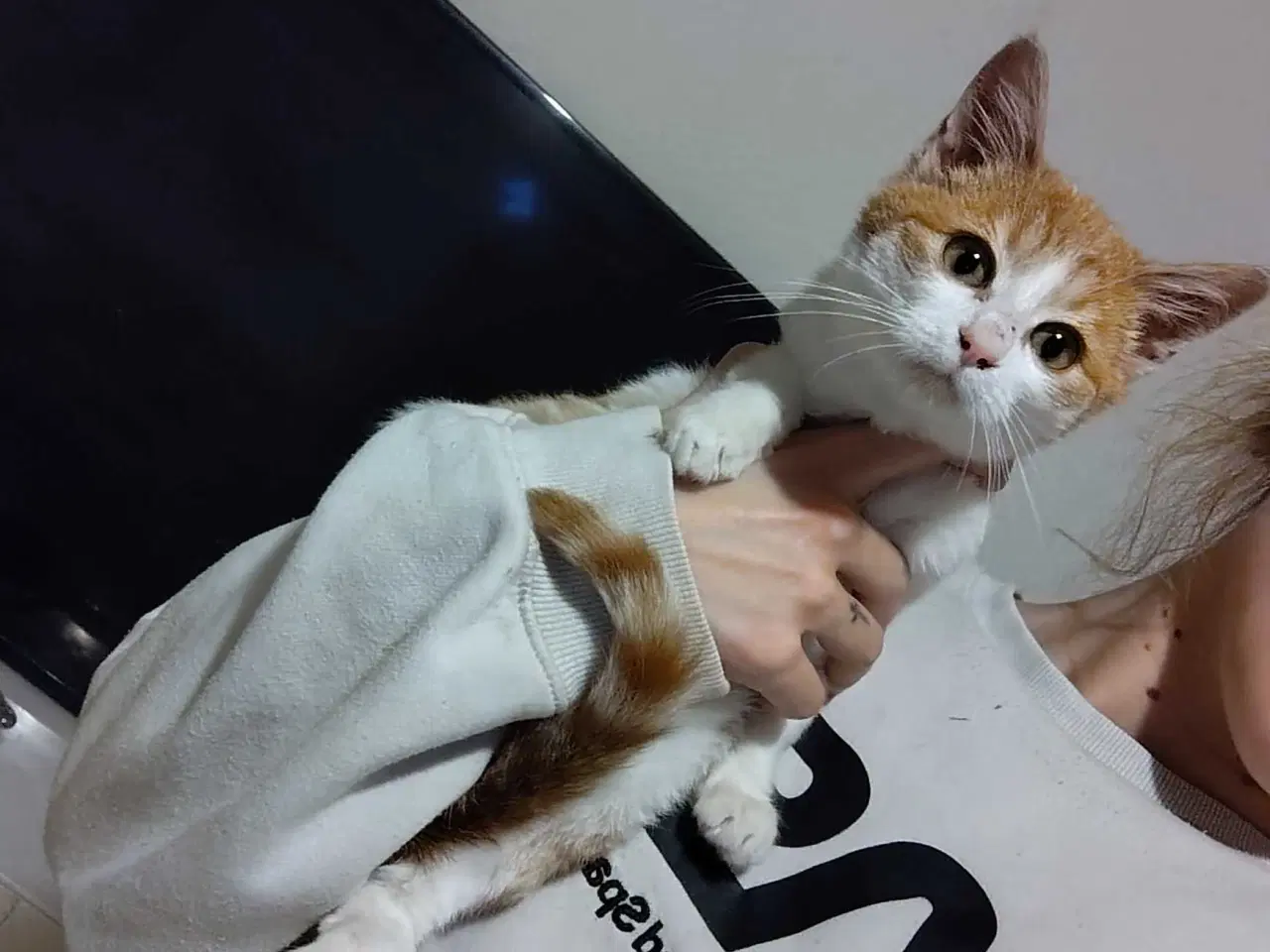 Billede 5 - Maine coon Blanding 🐱