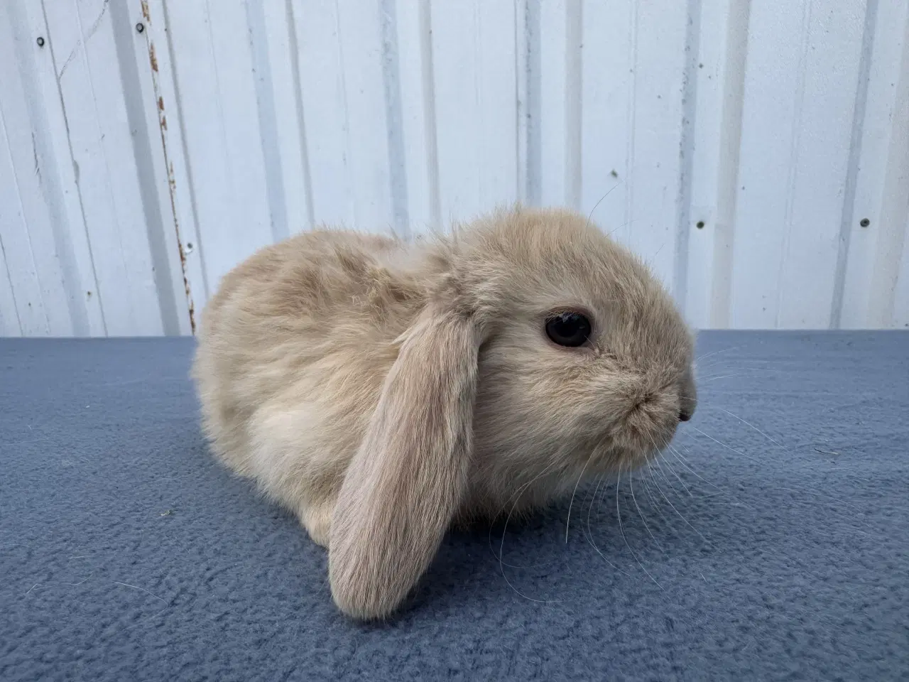 Billede 4 - Dværgvædder/Mini lop hankanin