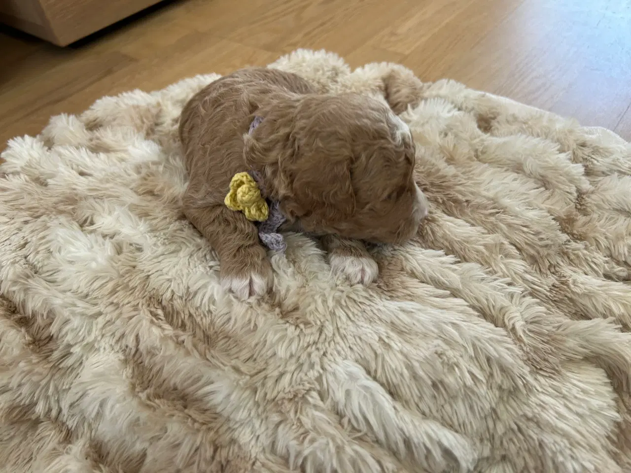 Billede 7 - Vores 2 dværgpuddel har fået 3 hundehvalpe 