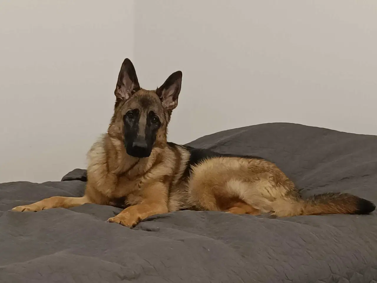 Billede 1 - Schæfer 