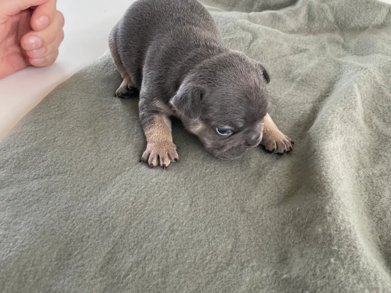 Billede 6 - Fransk bulldog hvalpe