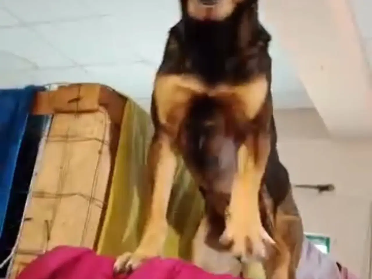 Billede 12 - Uadskilleligt makkerpar søger hjem sammen 🩷